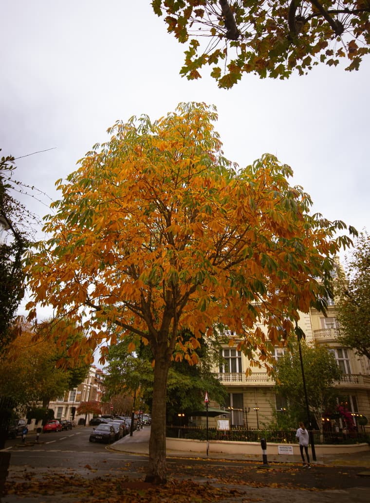 Autumn Street