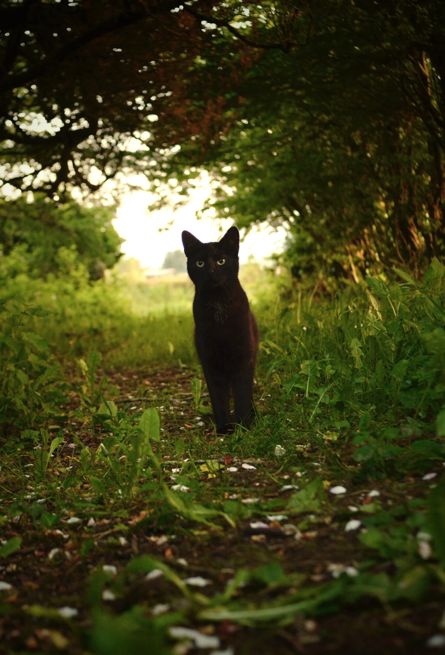 Black Cat