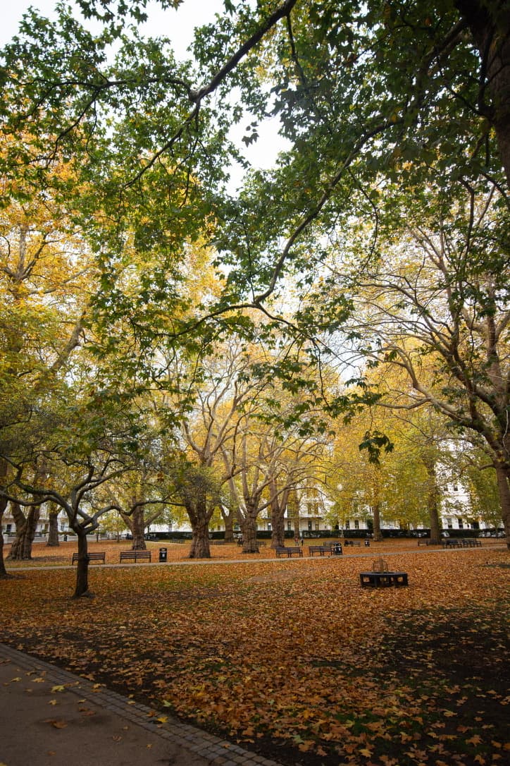 Autumn Square